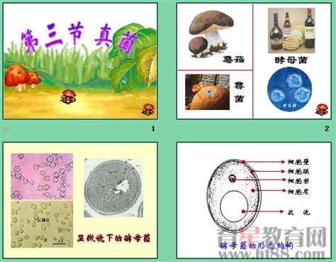 多姿多彩的真菌世界----中国科学院微生物研究所