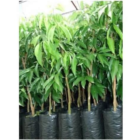 Timber Plant Trader - Retailer from Lucknow