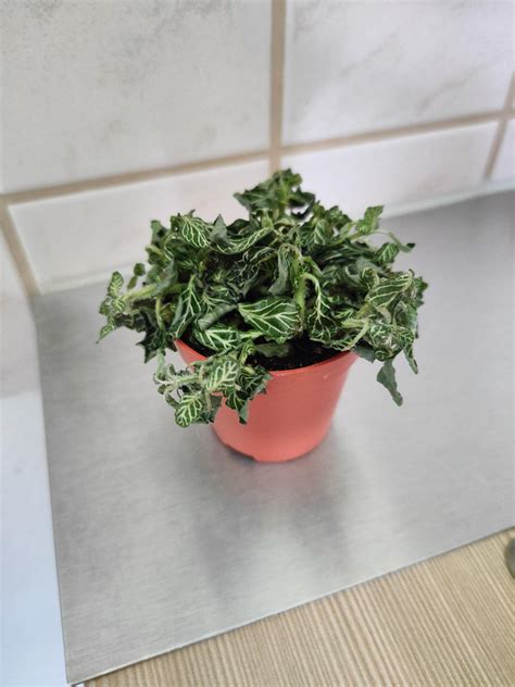 3rd day as my nerve plant is wrecking my nerves. What the hell do i do ...