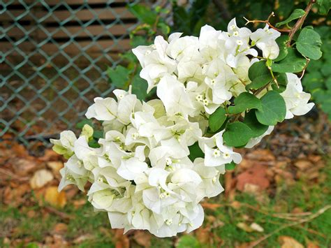 White bougainvillea