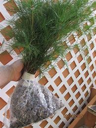 Image result for White Pine Seedlings