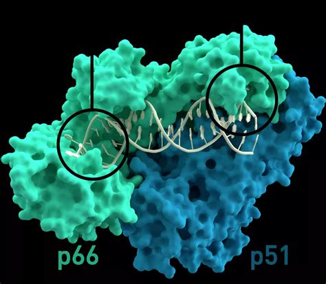 Image result for Transcriptase Inverse Function