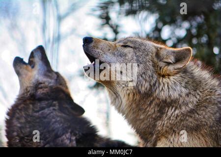 Image result for Coolest Wolves Howling