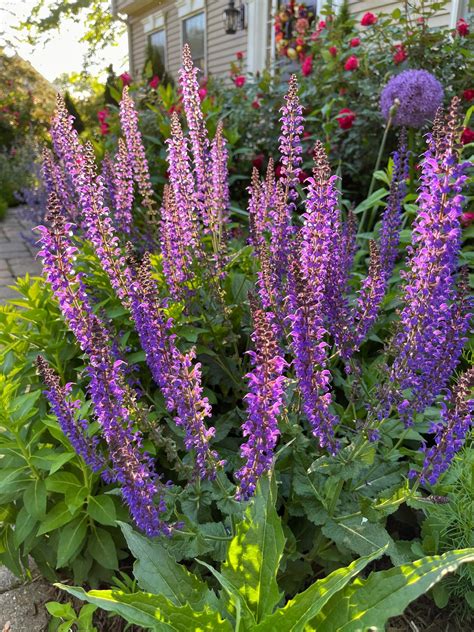 Deadheading May Night Salvia for Endless Summer Blooms - Bricks 'n ...