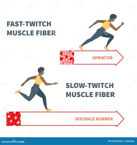 Slow Twitch and Fast Twitch Muscle Fiber Types Illustration Stock ...