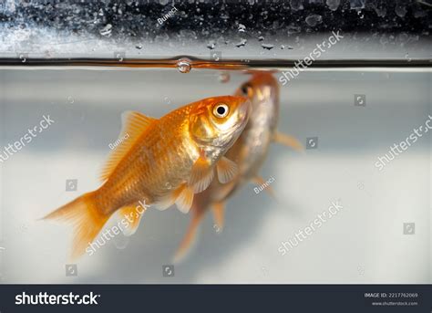Domestic Goldfish Aquarium Stock Photo 2217762069 | Shutterstock