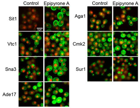 Antifungal Activity of Disalt of Epipyrone A from Epicoccum nigrum ...
