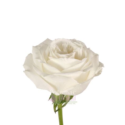 Playa Blanca Super Tall Rose White, 70 cm (White Beach) - Potomac ...