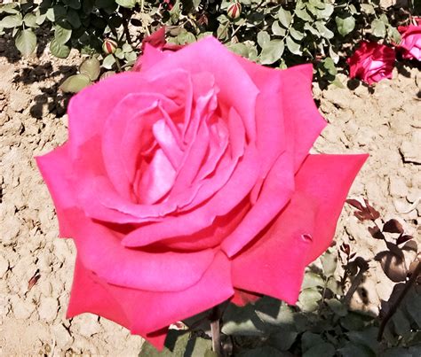 National Flower of United States Of America