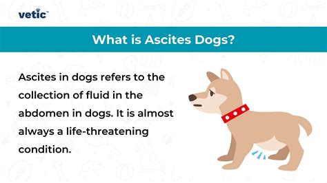 Fluid in the Abdomen of Dogs: Signs, Causes and Treatment