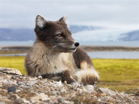 Arctic Fox during the summer | Arctic fox, Animals wild, Animals