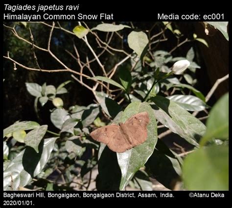 Tagiades japetus | Butterfly