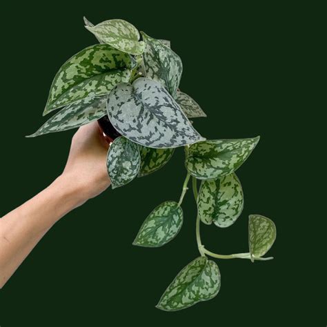 Soiled: India's No.1 Destination for Exotic & Rare Plants