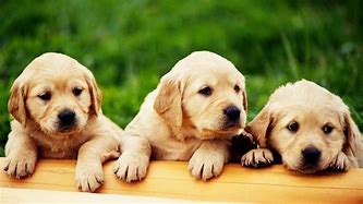 Image result for Cutest Puppies On Earth