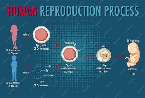 Image result for How Humans Reproduce