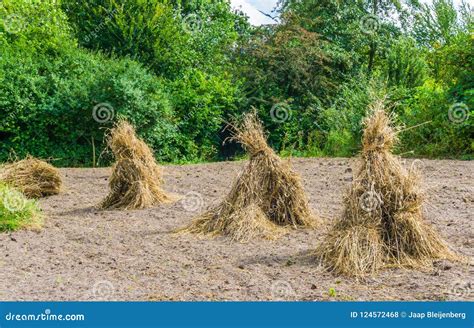 Bundles of Hay Stacks in a Row on the Fields in a Nature Landscape ...