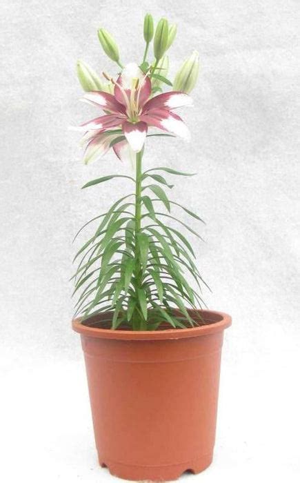 Lilium Asiatic Tiny Padhye Airbrushed Flower Bulbs (Pack of 10 ...