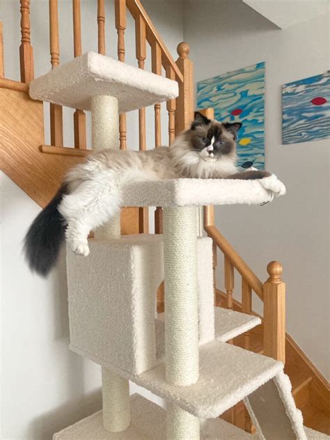 Image result for Rust Cat Tree