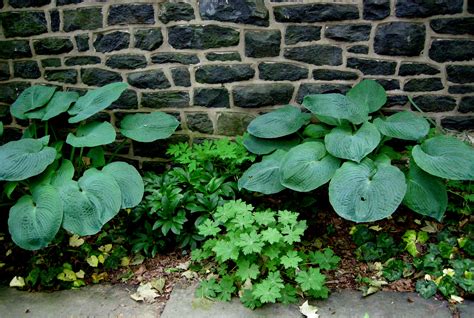designing with hostas | CAROLYN'S SHADE GARDENS