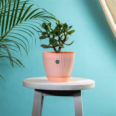 TrustBasket Bloom Pot With Saucer | Table Top Planter Pot (Pack of 4)