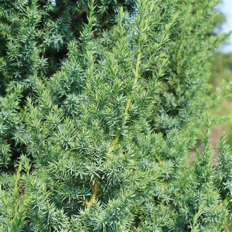 Juniperus x ‘JNBlue Select’ | Star Power Juniper - Doty Nurseries