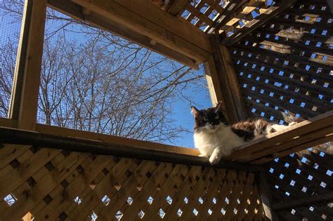 What keep cats off your porch - Johnny Kitten