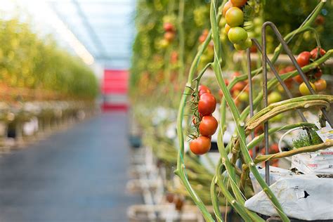 Tomato - Pests, Diseases, Biological control and Pollination