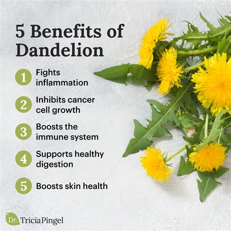 5 Health Benefits of Dandelion - Dr. Pingel
