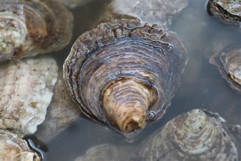 How Long Can Oysters Survive in Freshwater? The Complete Guide