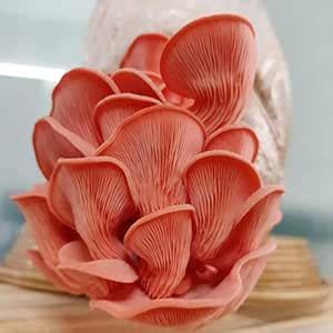 Buy Pink Oyster Mushroom Spawn- 10 Kg-Supersave Order Online at Low ...