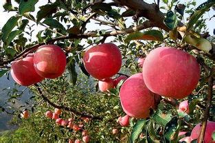 梦见苹果树是什么意思预兆 - 原版周公解梦大全