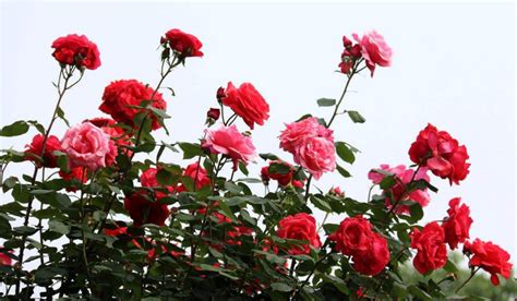 玫瑰花怎么包装，玫瑰花包装大全(附成品图) - 花语网