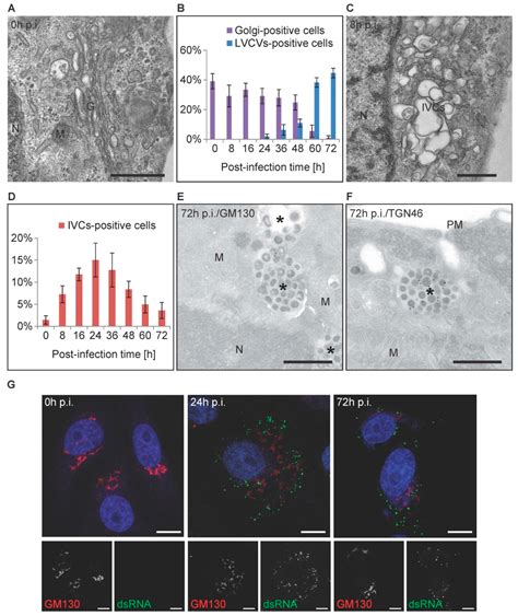 Ultrastructural Characterization of Membrane Rearrangements Induced by ...