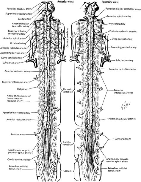 Artery Of Adamkiewicz Netter