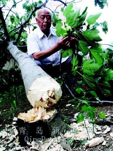 70后孙哥十几年前从山上挖了几颗大树榔榆，如今身价暴涨，真漂亮 @policetivi - YouTube