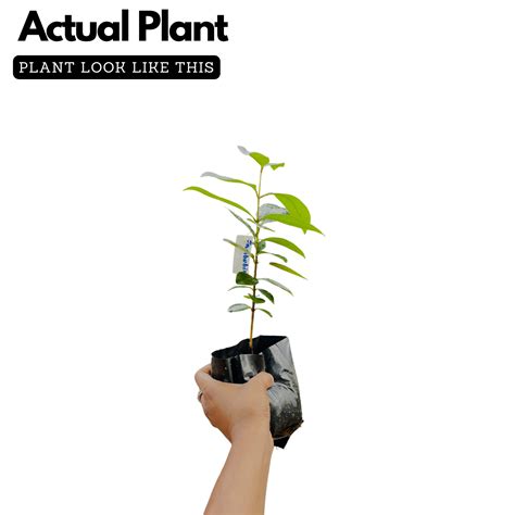 Jambu Bira Fruit (Syzygium Sp) Seedling Fruit Live Plant (Home & Garde ...