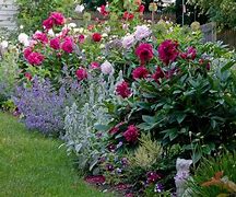 Image result for Pink Peonies Flowers