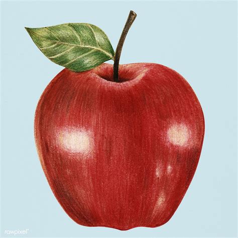 apple drawing