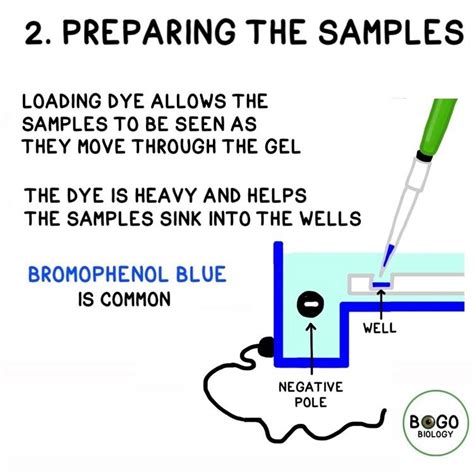 DNA Fingerprinting Examples 的图像结果