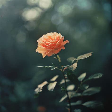 Why Do Roses Smell Bad at Alana Toomey blog