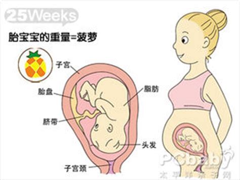 【怀孕25周】怀孕二十五周胎儿图,怀孕25周吃什么、注意什么_亲子百科_太平洋亲子网