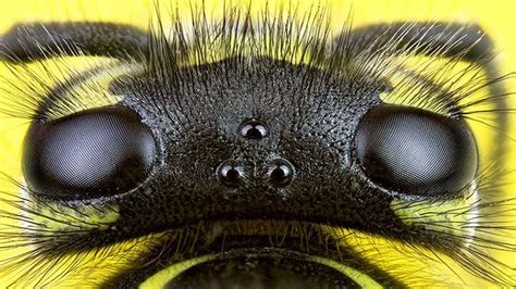 What Bit Me? How to Identify Common Bug Bites | Everyday Health