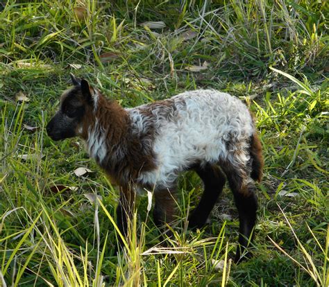 2016 Clun Forest Lambs - when was born ram