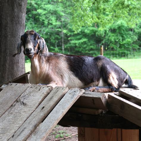 Animal Partners | Footprints Farm