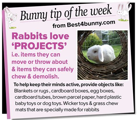 Bildergebnis für bunny tips and tricks