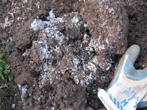 8 Images How To Get Rid Of Mold In Garden Soil And View - Alqu Blog
