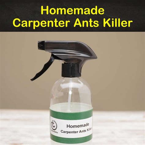 Best Pet Safe Carpenter Ant Killer at Katie Butters blog