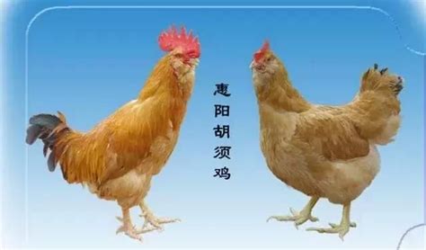 中国十大土鸡品种大全(养鸡的土鸡哪个品种最好)_食养源