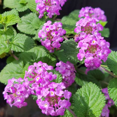 Lantana montevidensis - Purple Trailing Lantana – Plants Express