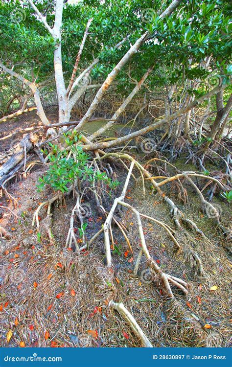 Mangrove Ecosystem Everglades Stock Image - Image of ecosystem, bush: 28630897